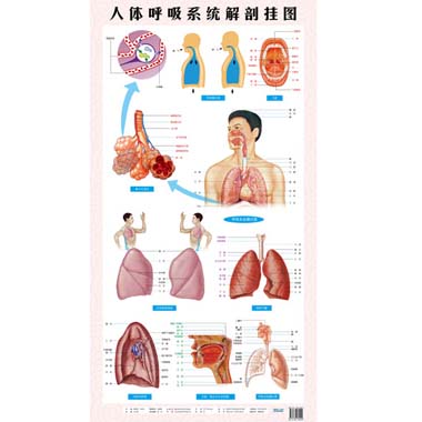 医用挂图:人体呼吸系统解剖挂图