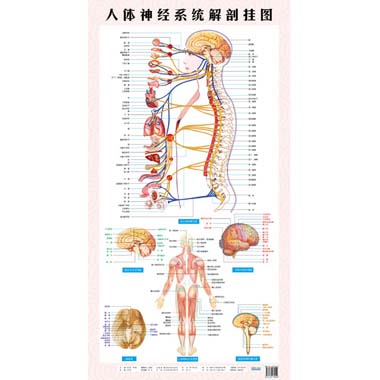 医用挂图:人体神经系统解剖挂图